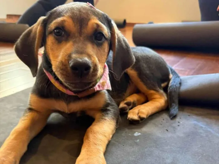 Cachorro raça SRD-ViraLata idade 2 a 6 meses nome Mariangela