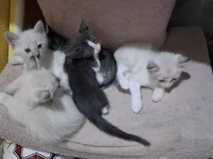 Gato raça Siamês idade Abaixo de 2 meses nome HELMITON BARBOSA BARRETO