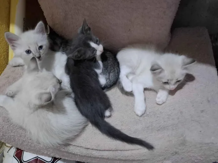 Gato raça Siamês idade Abaixo de 2 meses nome HELMITON BARBOSA BARRETO