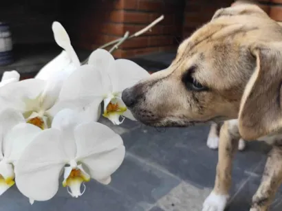 Cachorro raça SRD-ViraLata idade 2 a 6 meses nome Liko