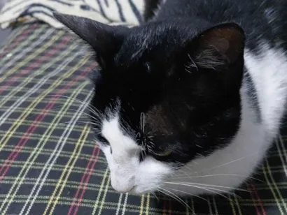 Gato raça Exótico idade 2 a 6 meses nome Cássio 