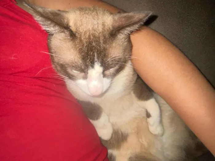 Gato ra a SRD-ViraLata idade 2 anos nome Matheus Gabriel