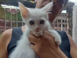 Gato raça SRD-ViraLata idade 2 a 6 meses nome Filhote com 2 meses