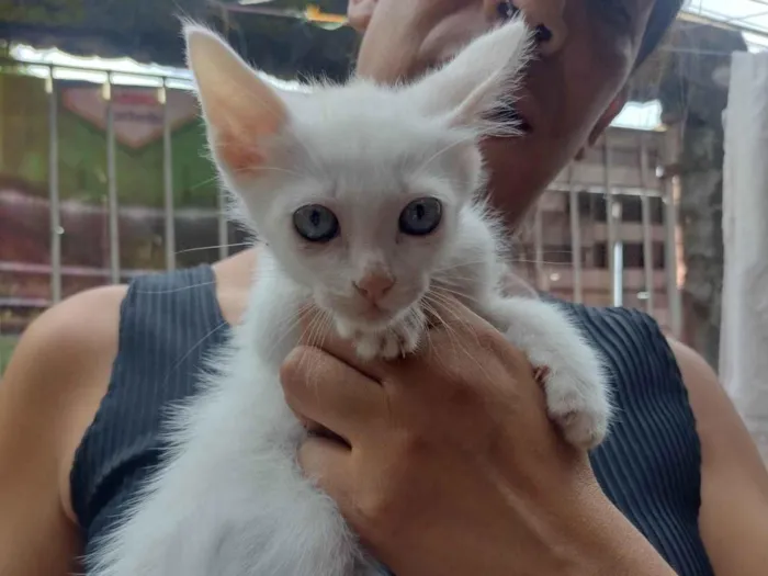 Gato raça SRD-ViraLata idade 2 a 6 meses nome Filhote com 2 meses