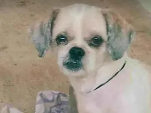 Cachorro ra a Shitzu idade 6 ou mais anos nome Fofinho