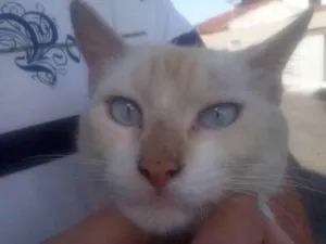 Gato raça SRD-ViraLata idade 1 ano nome sem nome