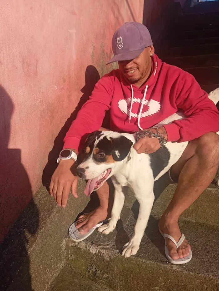 Cachorro ra a SRD-ViraLata idade 7 a 11 meses nome Apollo 