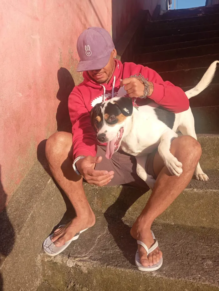 Cachorro ra a SRD-ViraLata idade 7 a 11 meses nome Apollo 