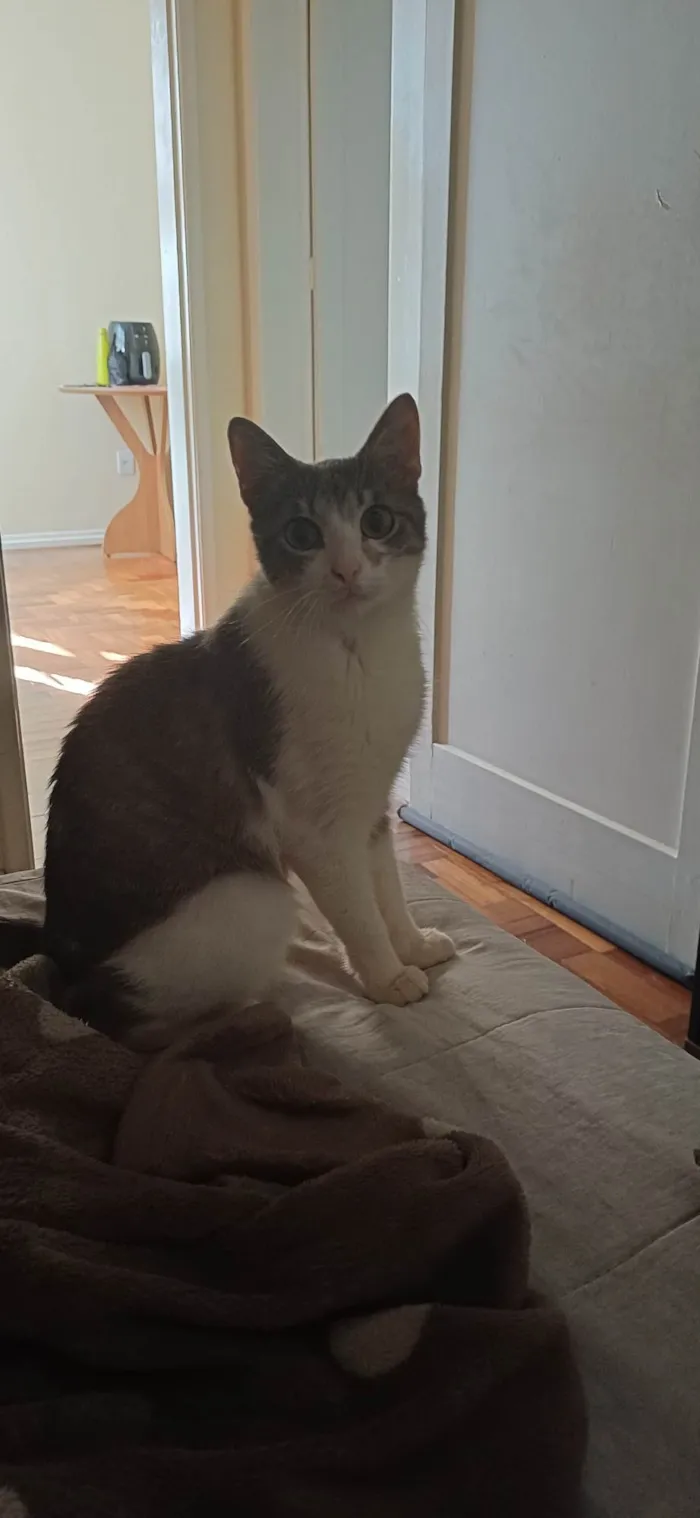 Gato ra a SRD-ViraLata idade 7 a 11 meses nome Anakin