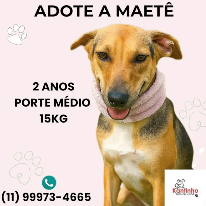 Cachorro ra a SRD-ViraLata idade 2 anos nome Maetê 