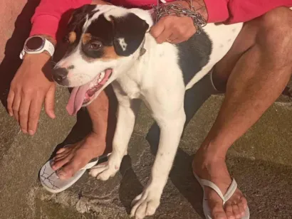 Cachorro raça SRD-ViraLata idade 7 a 11 meses nome Apollo 