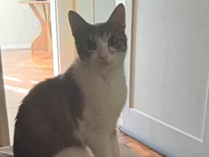 Gato raça SRD-ViraLata idade 7 a 11 meses nome Anakin