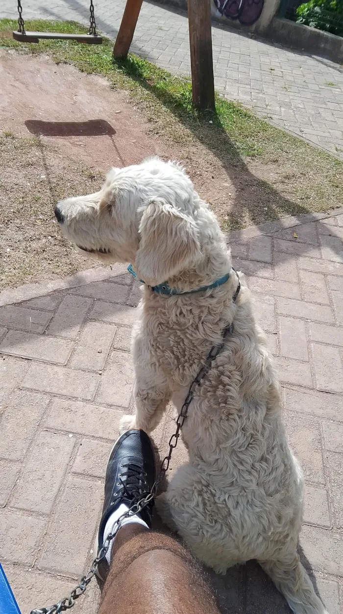 Cachorro ra a SRD-ViraLata idade 2 anos nome Style