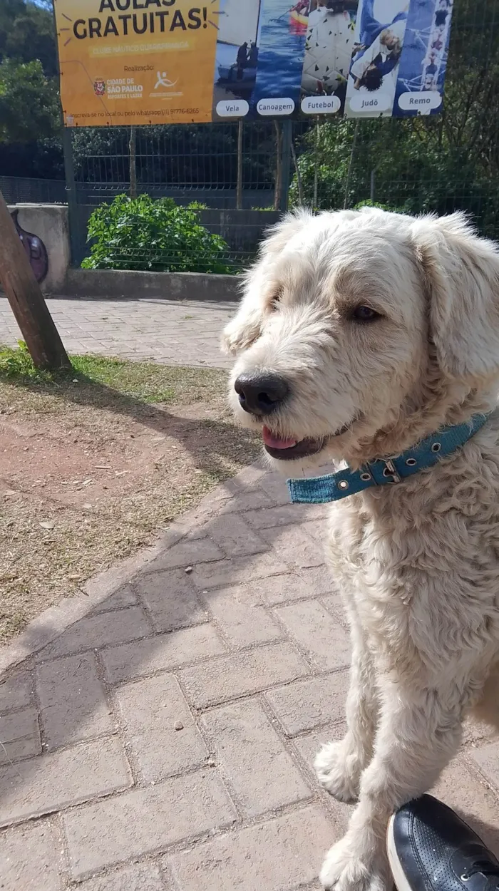 Cachorro ra a SRD-ViraLata idade 2 anos nome Style