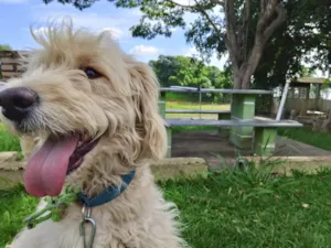 Cachorro raça SRD-ViraLata idade 2 anos nome Style