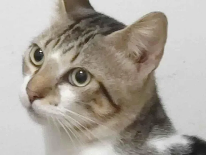 Gato ra a SRD-ViraLata idade 7 a 11 meses nome Brilhoso
