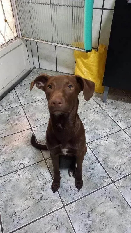 Cachorro ra a SRD-ViraLata idade 2 a 6 meses nome Chico 