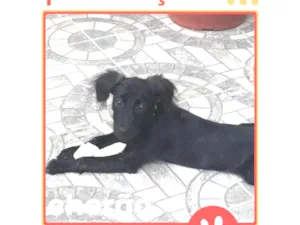 Cachorro raça SRD-ViraLata idade 2 a 6 meses nome Chorão