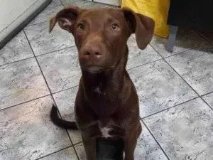 Cachorro raça SRD-ViraLata idade 2 a 6 meses nome Chico 