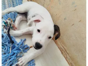 Cachorro raça Basset-Cofap idade Abaixo de 2 meses nome Branquela 