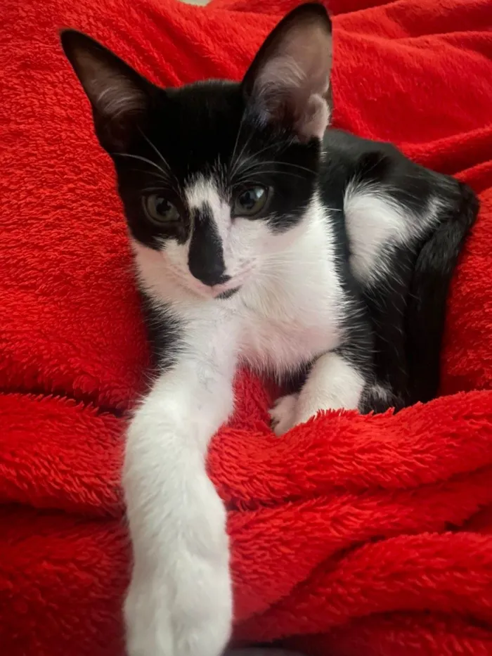 Gato ra a SRD-ViraLata idade 7 a 11 meses nome Tom