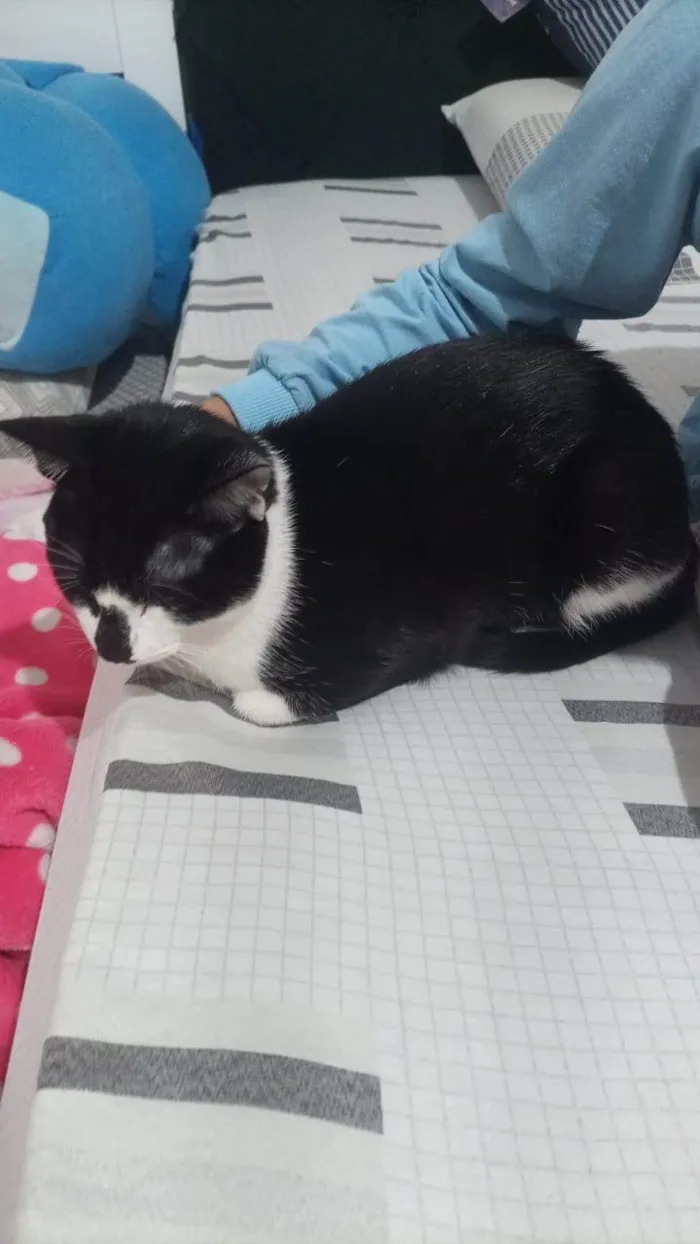 Gato ra a SRD-ViraLata idade 7 a 11 meses nome Tom