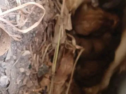 Cachorro raça SRD-ViraLata idade Abaixo de 2 meses nome Vanessa 