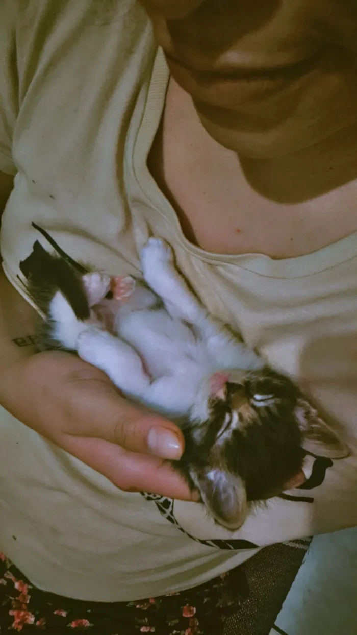 Gato ra a SRD-ViraLata idade 2 a 6 meses nome Sem nome