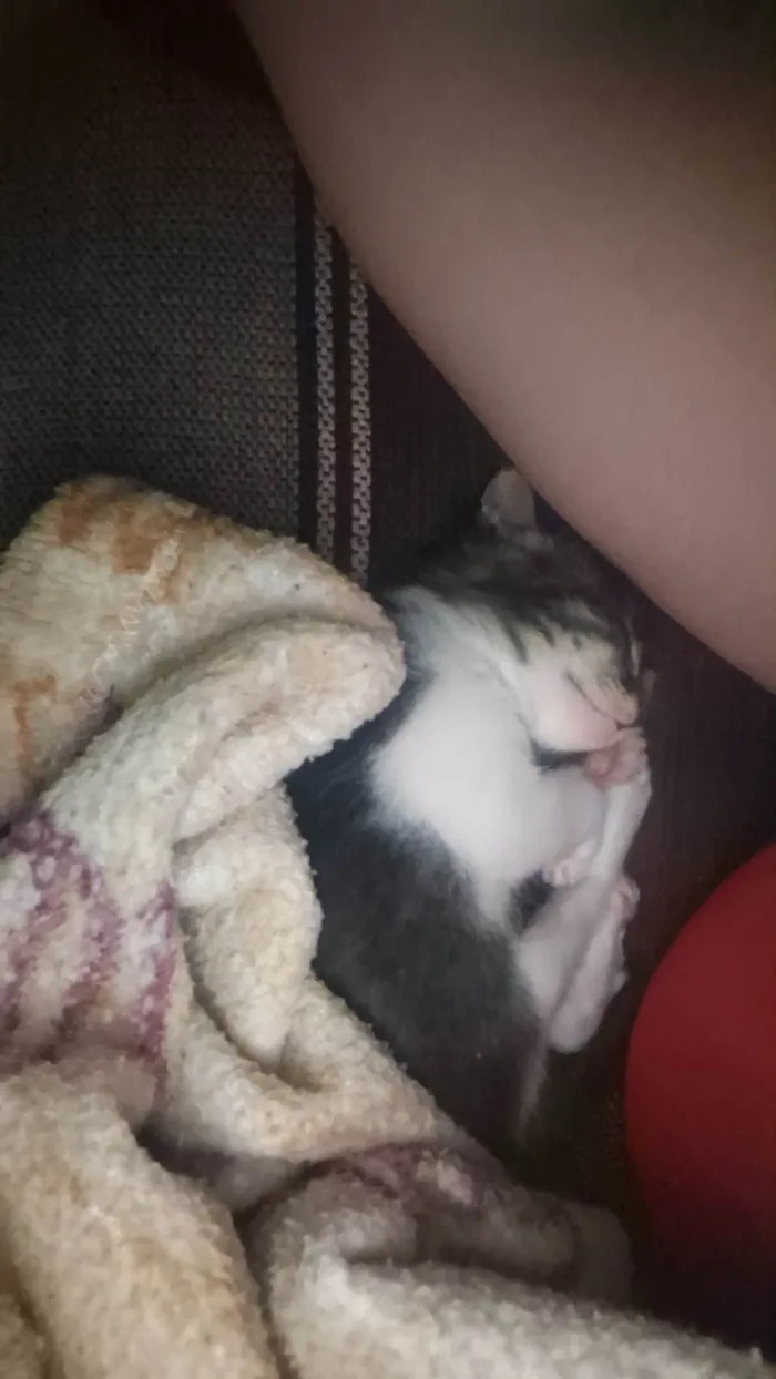 Gato ra a SRD-ViraLata idade 2 a 6 meses nome Sem nome