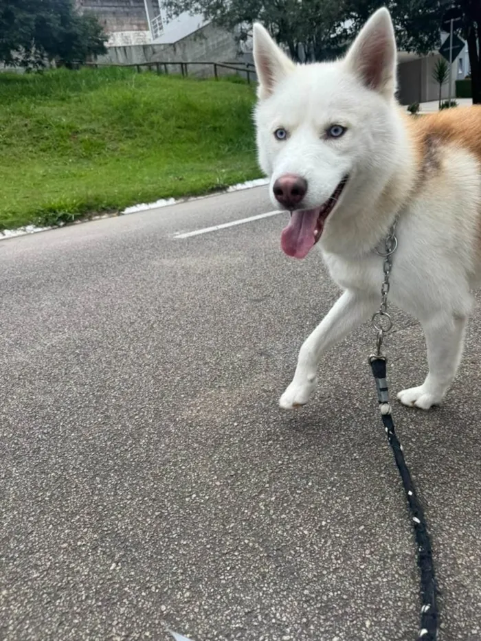 Cachorro ra a Husky Siberiano idade 2 anos nome Scott