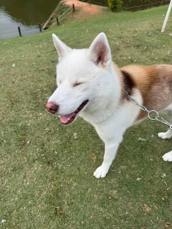 Cachorro ra a Husky Siberiano idade 2 anos nome Scott
