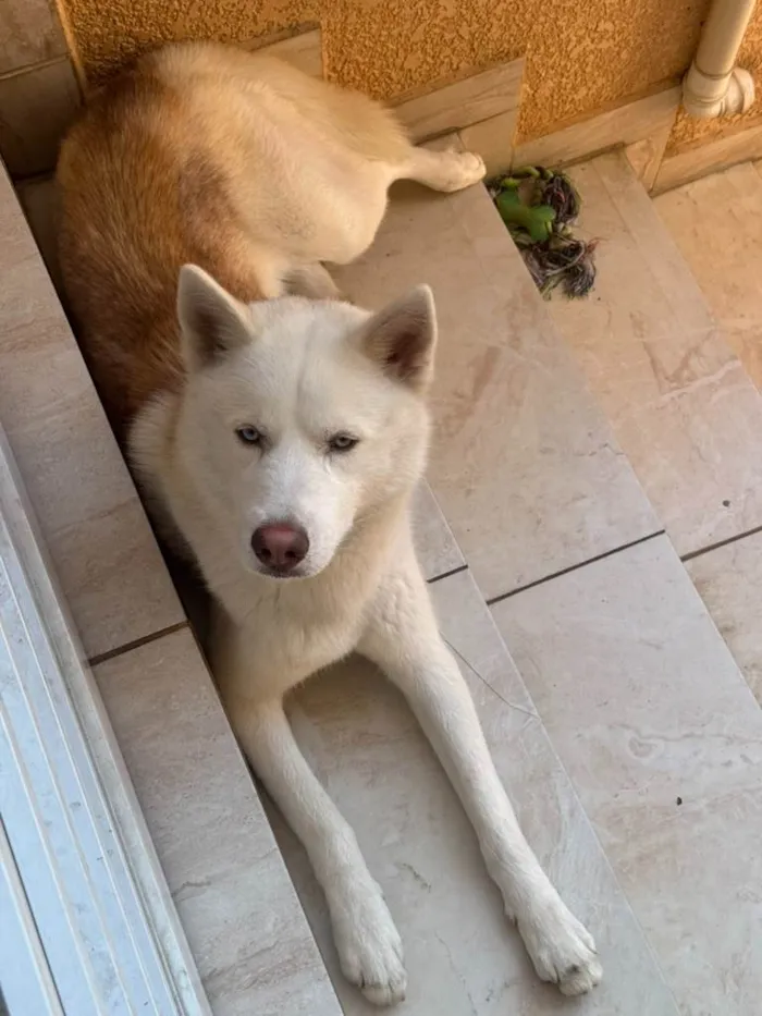 Cachorro ra a Husky Siberiano idade 2 anos nome Scott