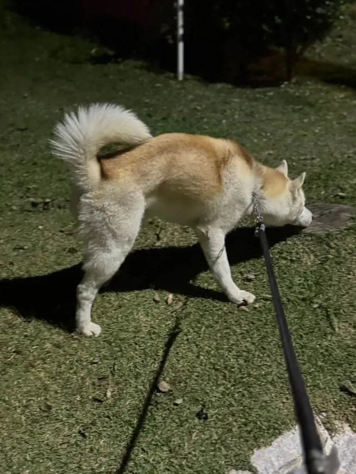 Cachorro ra a Husky Siberiano idade 2 anos nome Scott