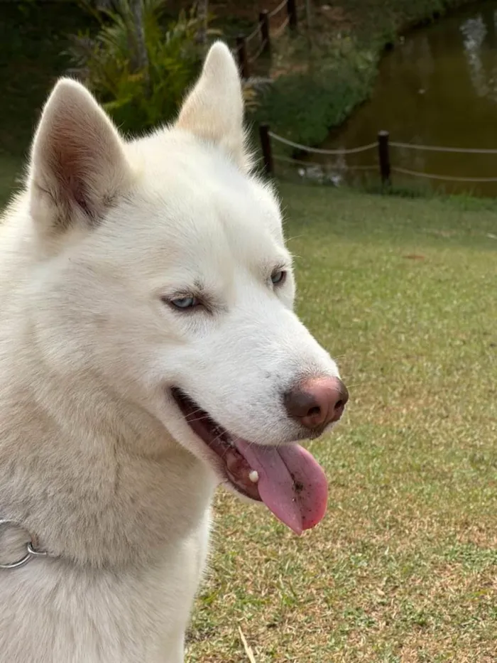 Cachorro ra a Husky Siberiano idade 2 anos nome Scott