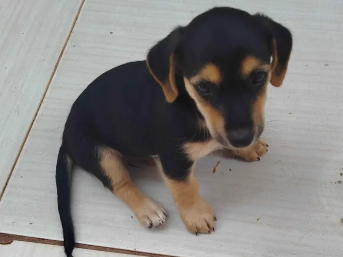 Cachorro ra a Basset-Cofap idade Abaixo de 2 meses nome Neguinha