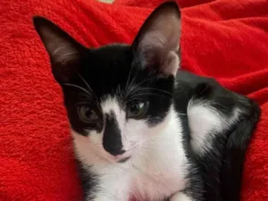 Gato raça SRD-ViraLata idade 7 a 11 meses nome Tom