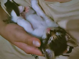 Gato raça SRD-ViraLata idade 2 a 6 meses nome Sem nome