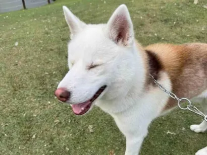Cachorro raça Husky Siberiano idade 2 anos nome Scott