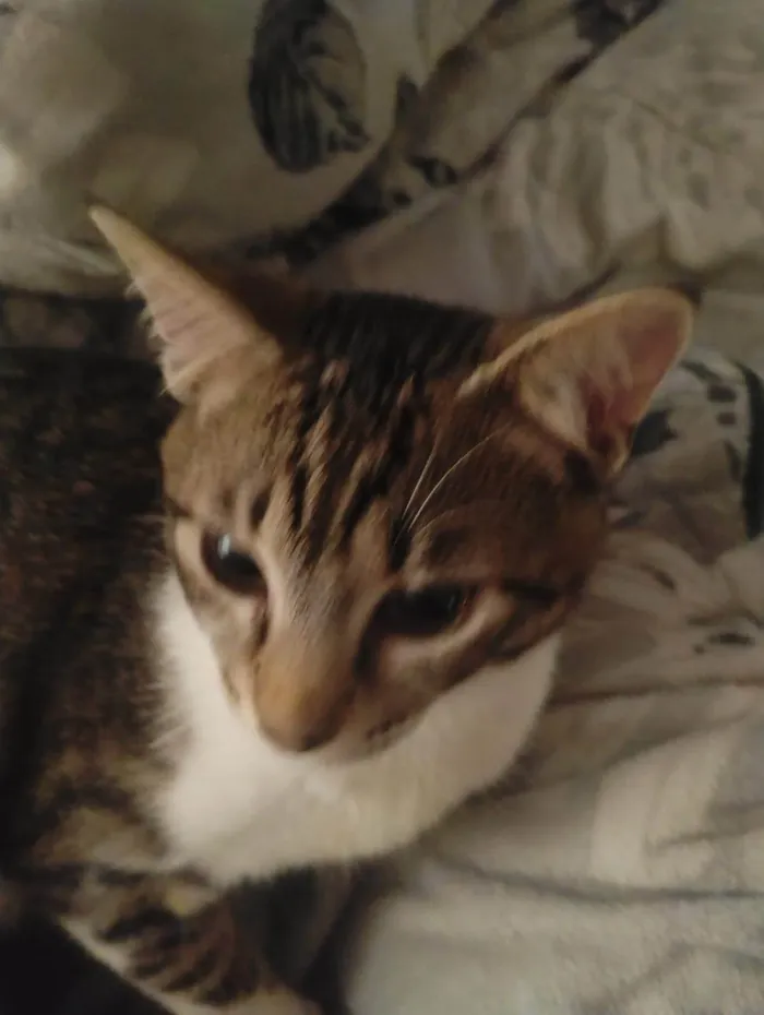 Gato ra a SRD-ViraLata idade 7 a 11 meses nome Zeus