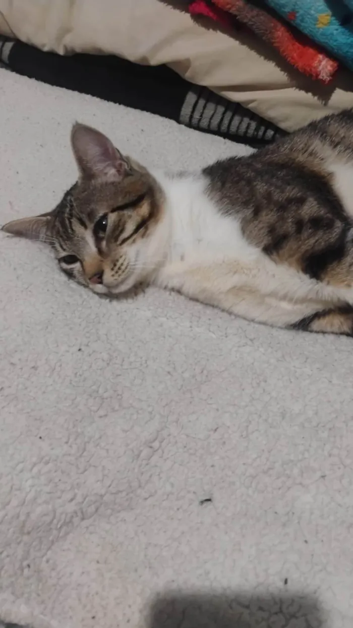 Gato ra a SRD-ViraLata idade 7 a 11 meses nome Zeus