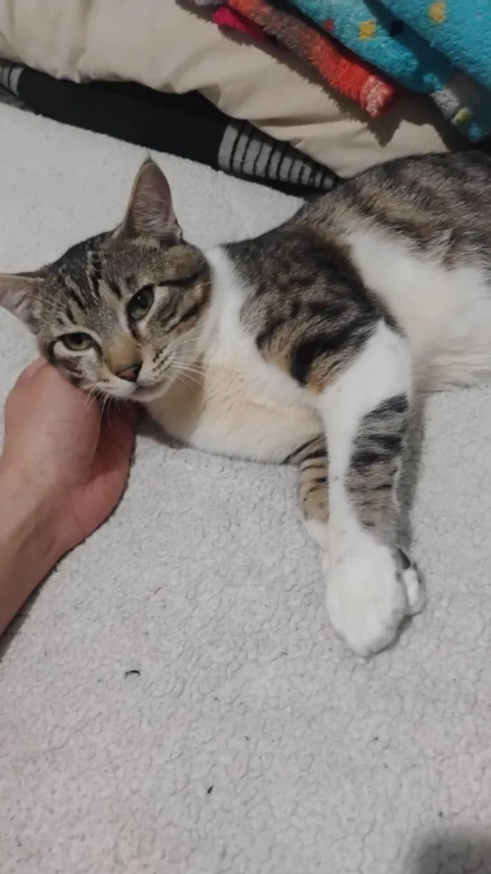 Gato ra a SRD-ViraLata idade 7 a 11 meses nome Zeus