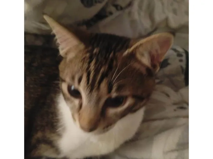 Gato ra a SRD-ViraLata idade 7 a 11 meses nome Zeus