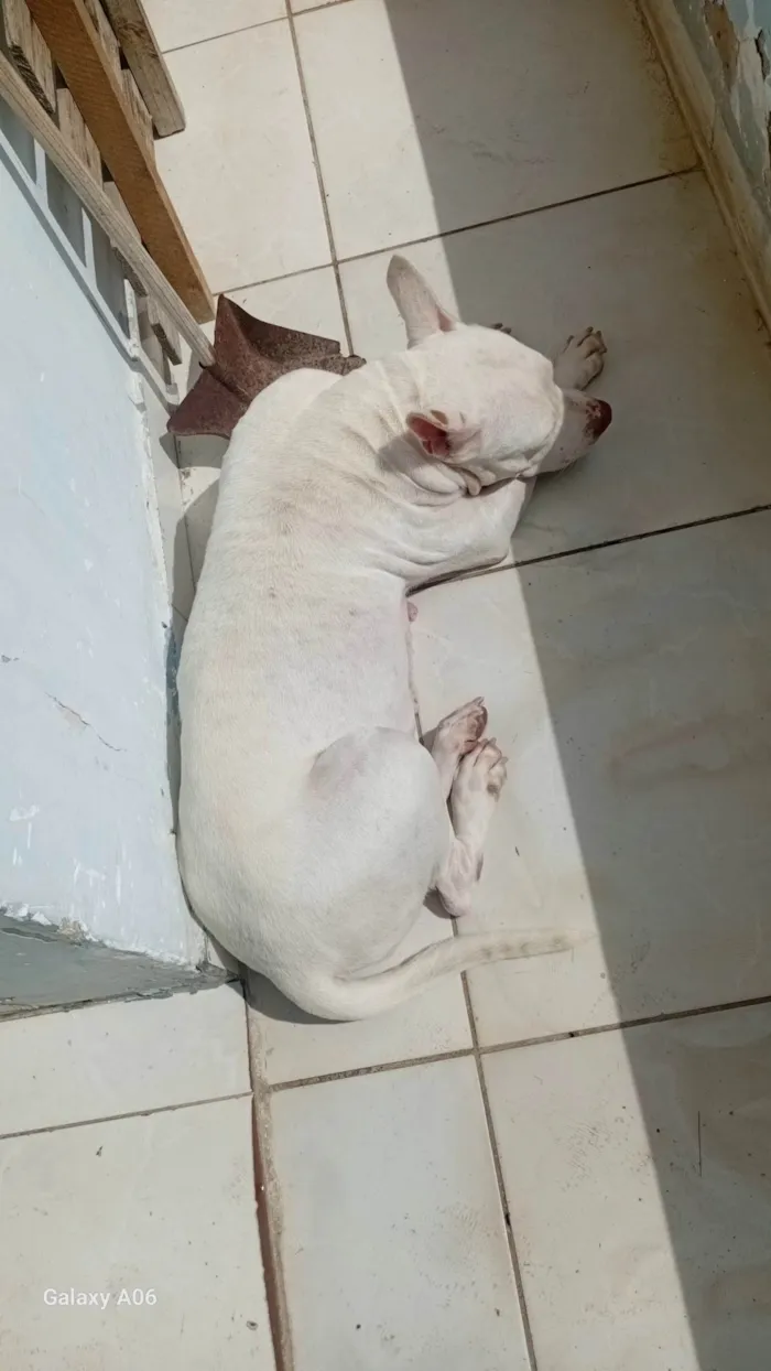 Cachorro ra a Pit-Bull idade 6 ou mais anos nome Akira