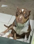 Cachorro ra a Pit-Bull idade 4 anos nome Jack