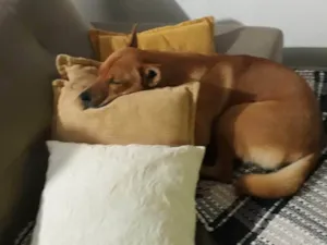 Cachorro raça SRD-ViraLata idade 4 anos nome Marshall