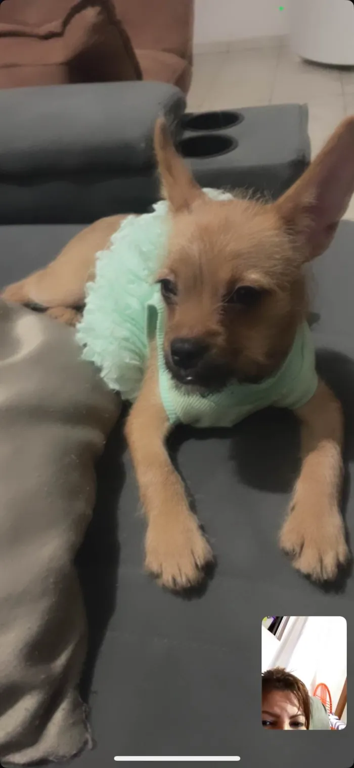 Cachorro ra a Lhasa Apso idade 7 a 11 meses nome Kiara