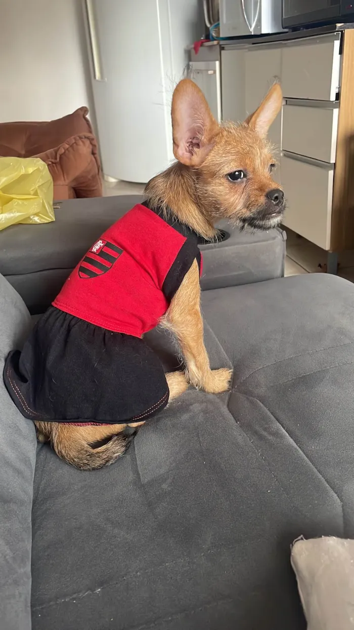 Cachorro ra a Lhasa Apso idade 7 a 11 meses nome Kiara