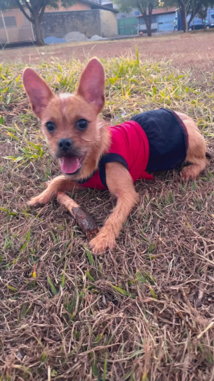 Cachorro ra a Lhasa Apso idade 7 a 11 meses nome Kiara