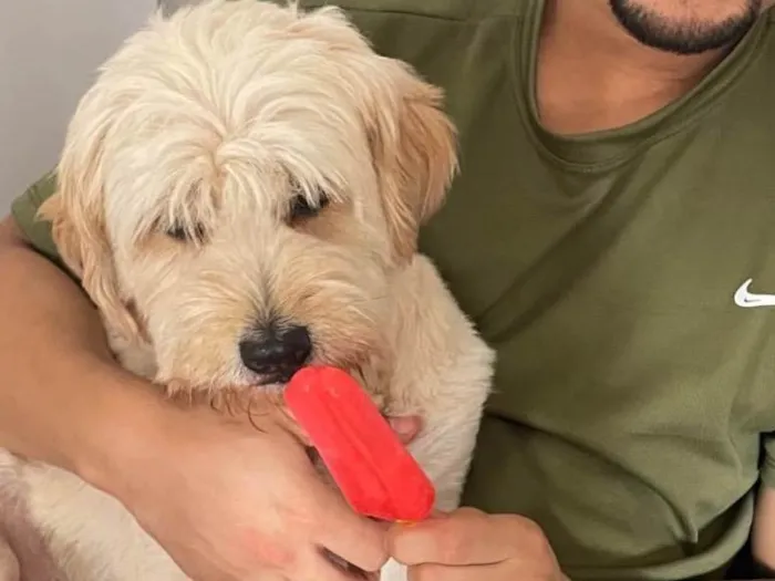 Cachorro ra a Lhasa Apso idade 5 anos nome Billy