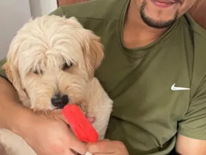 Cachorro raça Lhasa Apso idade 5 anos nome Billy